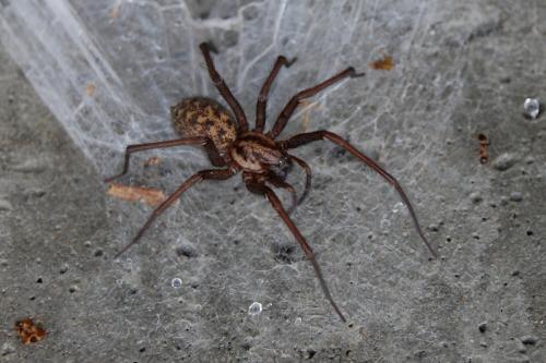 Réf. 193 924 : Eratigena atrica